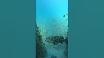 Angry Goliath grouper #shorts