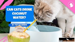 Can Cats Drink Coconut Water | Top Cat Breeds