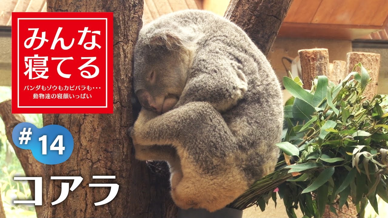 丸まって熟睡 寝起き姿に癒される Sleeping Koala Youtube