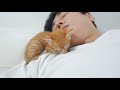 The Reason Why Kittens Only Sleep Next to Their Owners