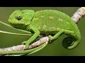 Европейский хамелеон - Common Chameleon (Энциклопедия животных)