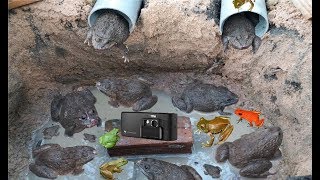 Best Frog Traps .Frog Trap With Deep Hole Amazing Quick Frog Traps