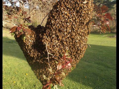 How to Capture a Bee Swarm in 27 seconds!