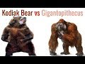 Kodiack Bear vs Gigantopithecus 2019