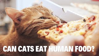 Can Cats Eat Human Food? Safe & Dangerous Foods Explained!