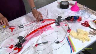Engineering a Model Circulatory System | Science Snack Activity | Exploratorium