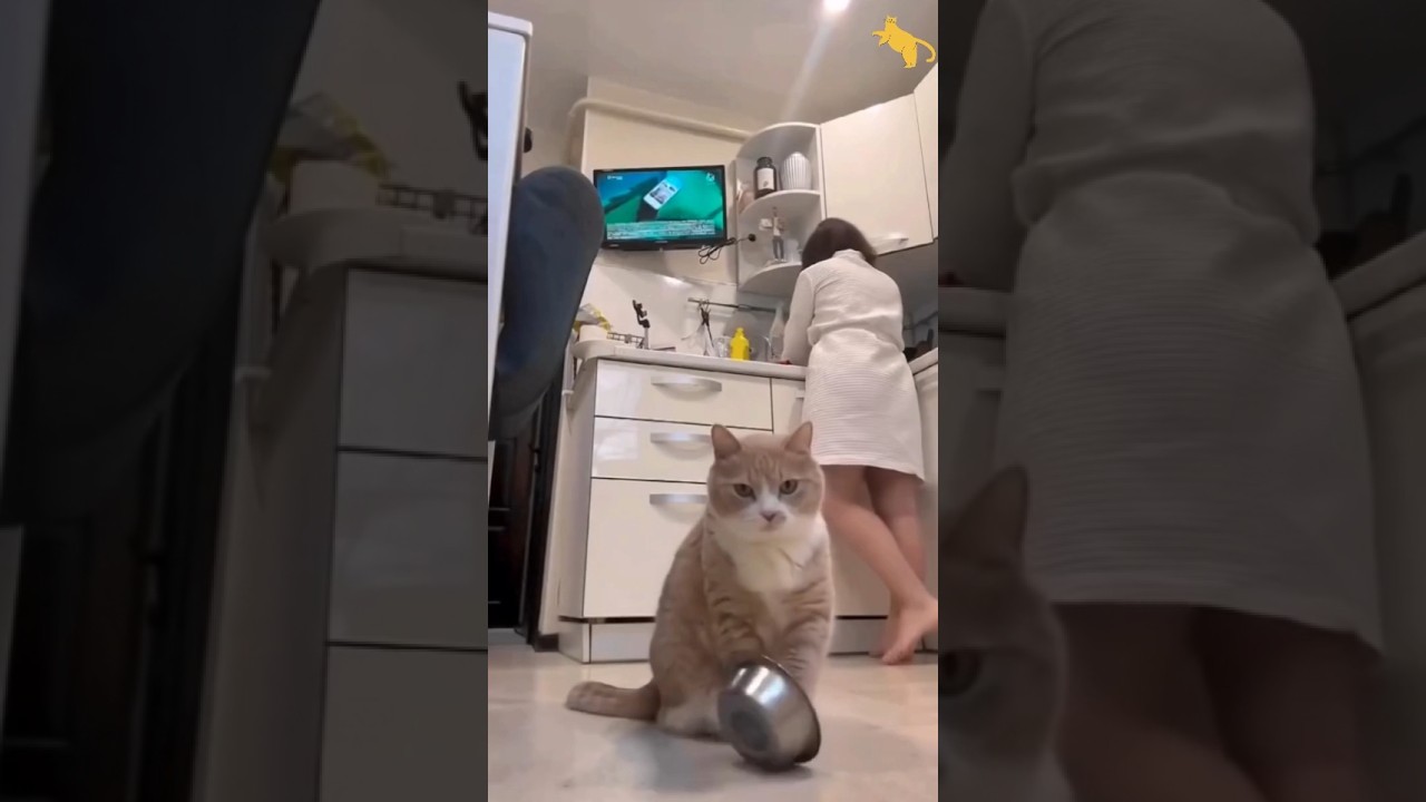 Кот в плохом настроении # 