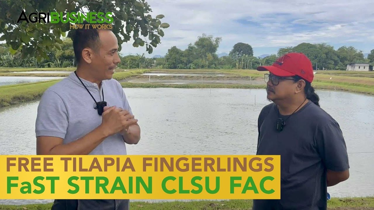 Samantalahin Habang Libre! The BEST ito - FaST Tilapia Fingerlings from CLSU FAC