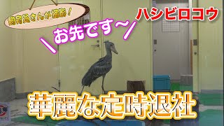ハシビロコウのスピード帰宅