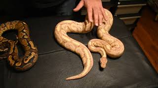 GHI YELLOW BELLY X BLACK PASTEL BANANA