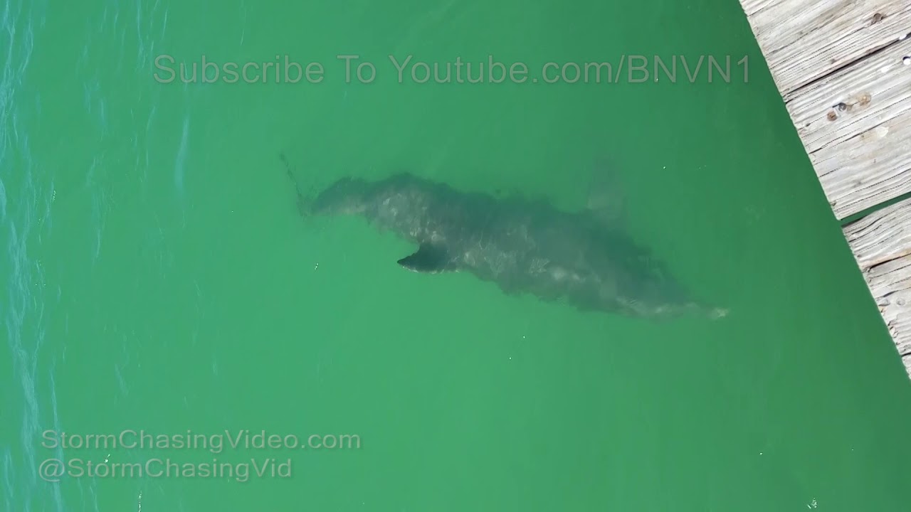 Dolphin tries to steal fish from fisherman, Anna Maria Island, FL 3/15/2018