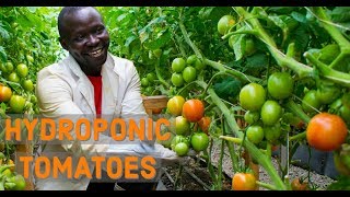 How To Harvest 500kgs of Hydroponic Tomatoes Per Week in Africa