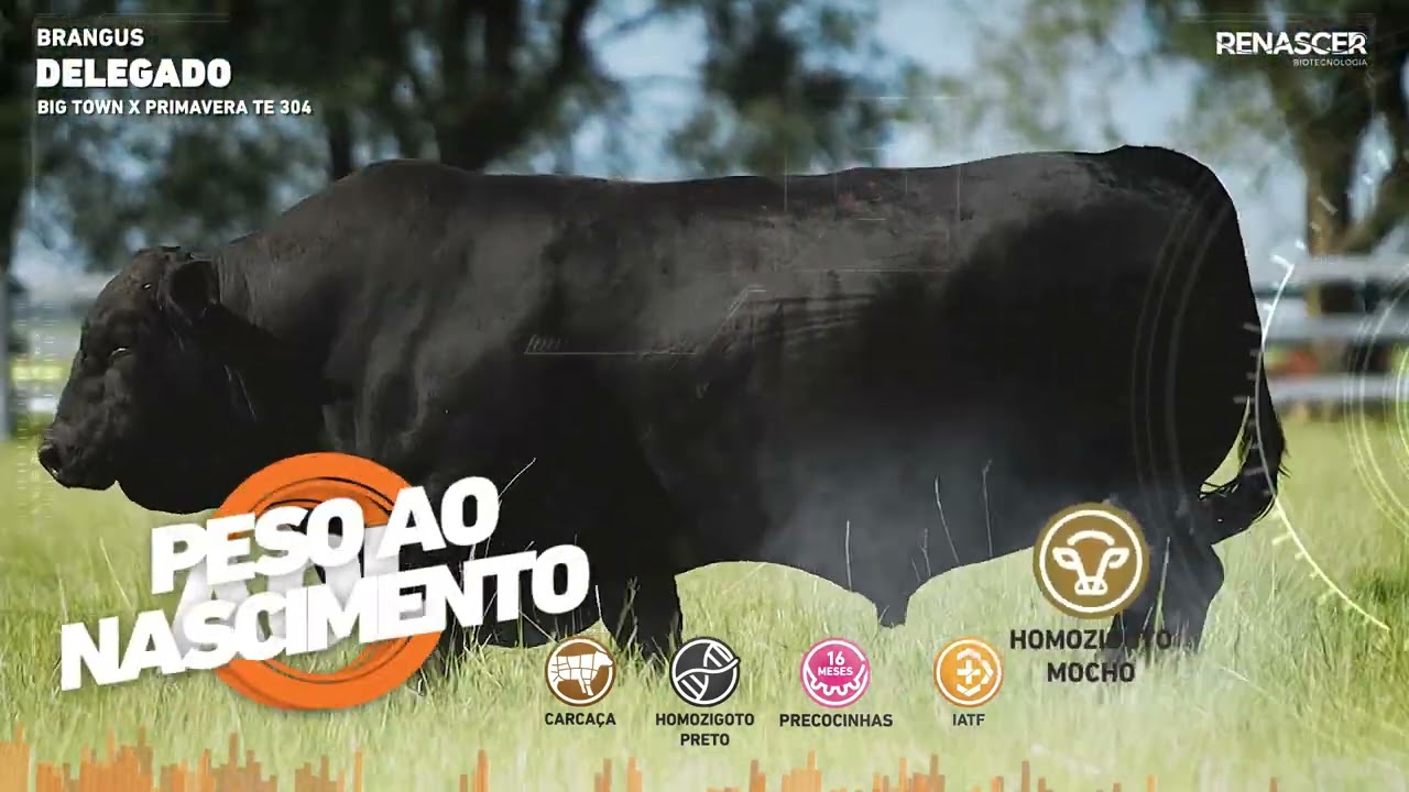 Delegado - Reprodutor Brangus | Renascer Biotecnologia