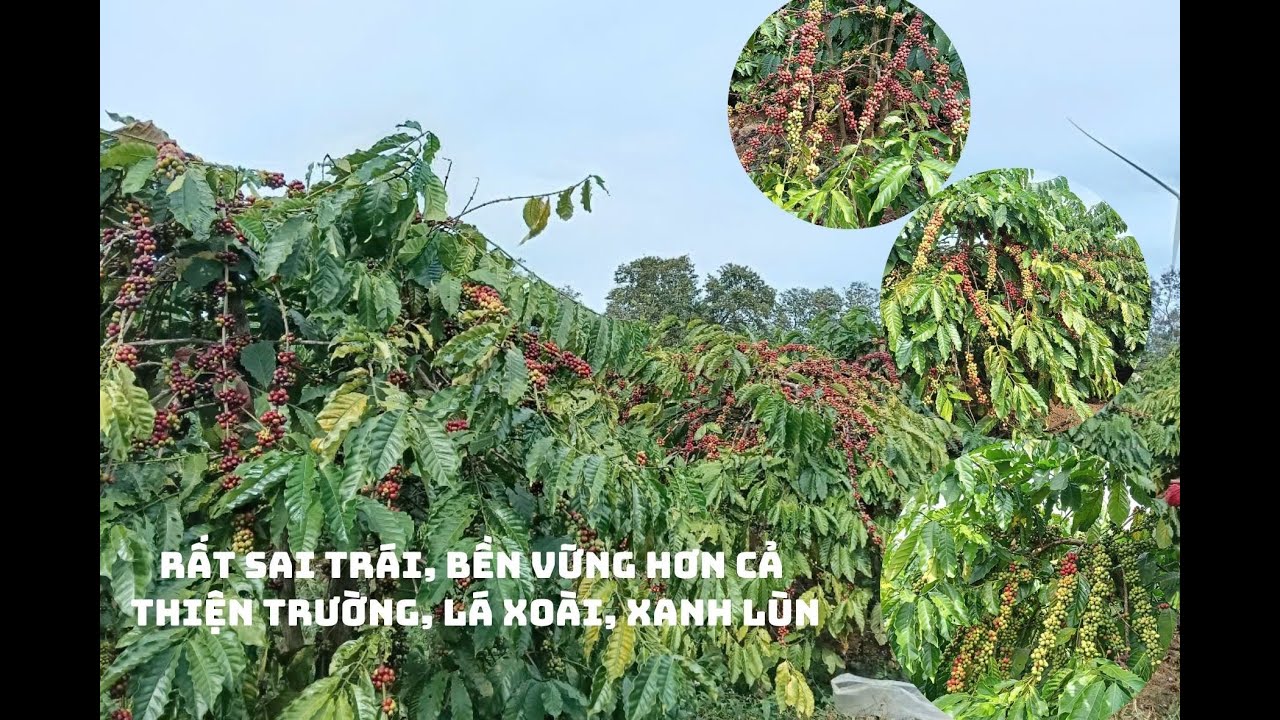 Năng xuất tuyệt vời của giống cà phê TRS1 dù chăm sóc ít | Giống rất phù hợp để trồng mới, tái cánh.