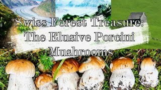 Swiss Forest Treasure: The Elusive Porcini Mushrooms by Neroli swiss diary 108 views 8 months ago 12 minutes, 17 seconds