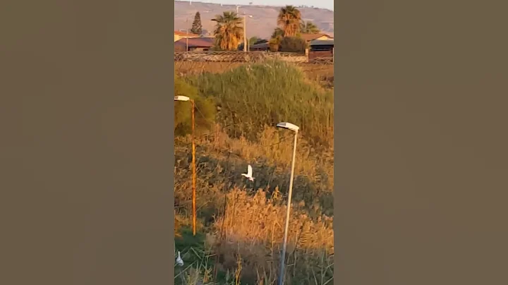 My male goose flying from the hill