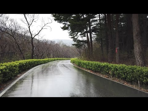 비를 맞으며 숲속 공원을 걷기. 비오는 소리 가득한 강릉 솔향 수목원