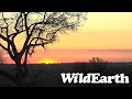 WildEarth - Sunset  Safari - 09 June 2022