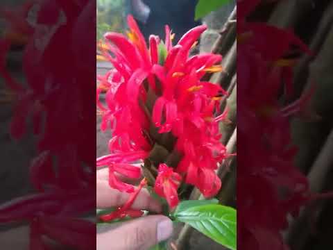 Video: Indoor pachistachis flower: home care