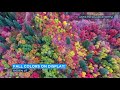 DAZZLING DISPLAY: Colorful fall foliage captured by drone in Utah