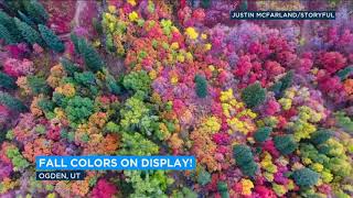 DAZZLING DISPLAY: Colorful fall foliage captured by drone in Utah's Ogden Valley | ABC7