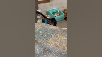 “Bear”the hitch hiked😂