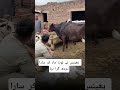 Bhains Ne Doodh Giraya 😱🐃#Bhains #MilkSpill #DesiLife #VillageVibes #FunnyScene