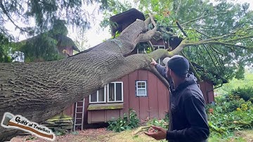 Esdoornboom SLAAT tegen huis!!