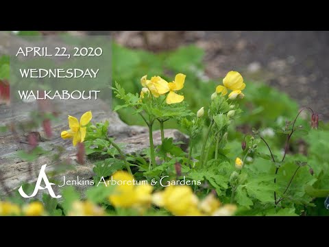 Video: Celandine Poppy Wildflowers - Cultivo de plantas de celidonia en el jardín