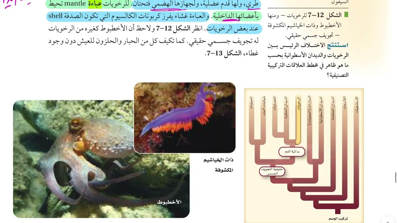 الرخويات (أحياء أول ثانوي 1446 )