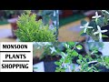 MONSOON PLANTS SHOPPING.... || AK GARDENING PASSION..