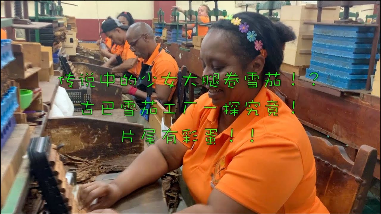 2020古巴雪茄节大放送系列（六）：传说中的少女大腿上卷雪茄！？古巴雪茄工厂一探究竟！