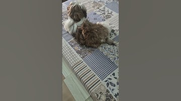 ਕੋਕੋ ਵਿਚਾਰਾ ਬਿਮਾਰ ਹੋ ਗਿਆ ਸੀ,, ਡਾਕਟਰ ਸੋਨੂੰ ਸੇਖਾ ਨੇ ਬਚਾਤਾ,, ਦੁਆ ਕਰਿਓ ਬੇਜ਼ੁਬਾਨ ਲਈ