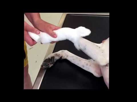 Video: Hur Man Lägger En Dropper På En Hund