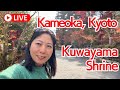 Autumn Foliage Live from Kuwayama Shrine 🍁, Kameoka city, Kyoto