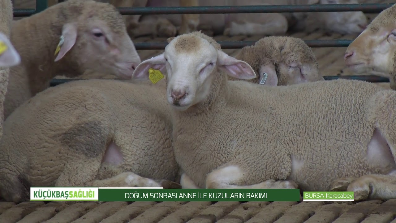 EROL ARSLAN'LA KÜÇÜKBAŞ SAĞLIĞI | DOĞUM SONRASI ANNE İLE KUZULARIN BAKIMI