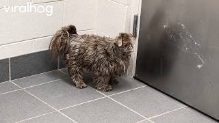 Full Little Dog With Silly Shaved Head || ViralHog News