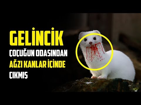 Video: Ortak Gelincik