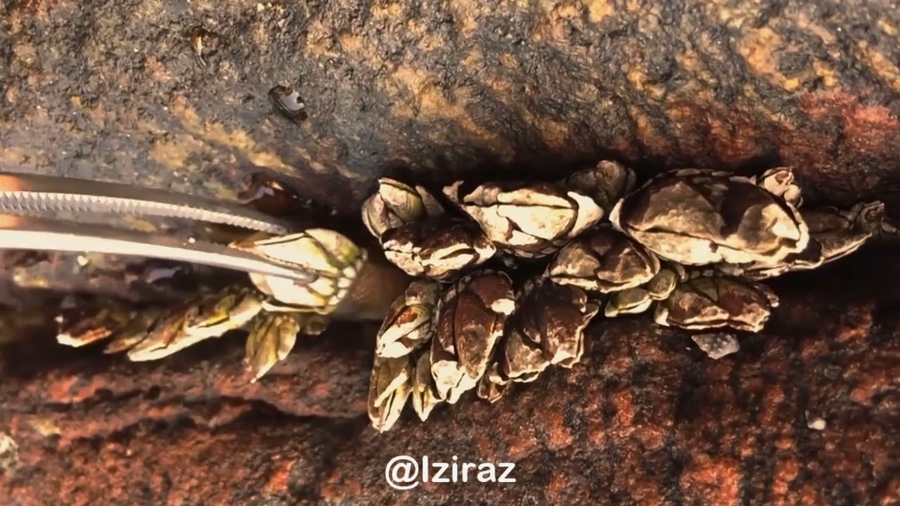 Watch and relaxing  1hour work in sea with me Ep14