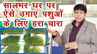 बिना मिट़टी और कम पानी में घर पर ऐसे उगाएं हरा चारा Hydroponic technique for green fodder||