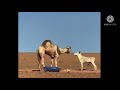 A Fight Between A Donkey And An Angry Camel 