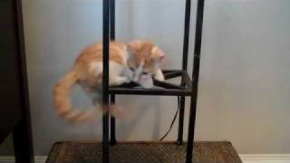 Rescue Kitty Goes Nuts!