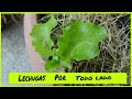 PLANTA DE LECHUGA | CRECE POR TODO LADO | REPRODUCCION NATURAL | 🥗🥦🥬