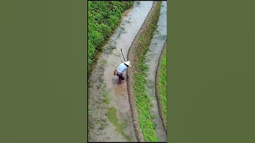 Biodegradable Paper Film No More Weed Spray On  Rice Fields #satisfying #shot #2024 #viral