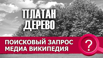 Платан дерево Википедия