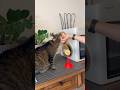 POV: you pause a 3D print to “season” a cat toy 🍚🐈⬛ #3dprinting