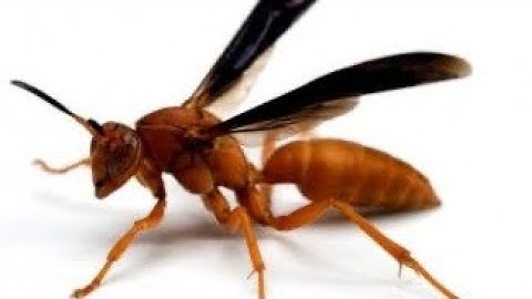 How To Kill Wasp Fast, Cheap And Non-Toxic