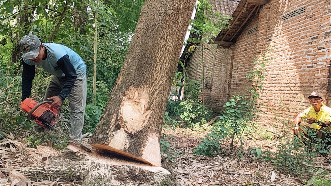 Cut down 2 trees near the house, Husqvarna 395xp chainsaw. - YouTube
