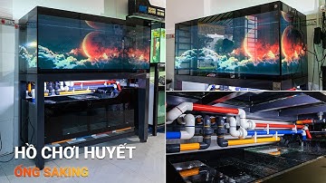 Lắp đặt HỒ CÁ PHÔNG ĐEN CHƠI HUYẾT "ống Sanking 3 màu" CỰC ĐẸP tại Quận 6