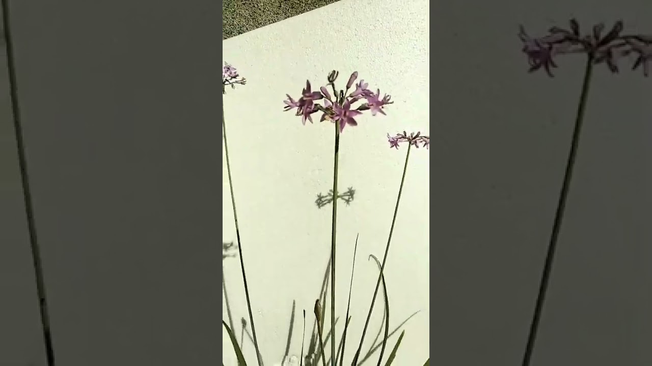 guess the plant name .